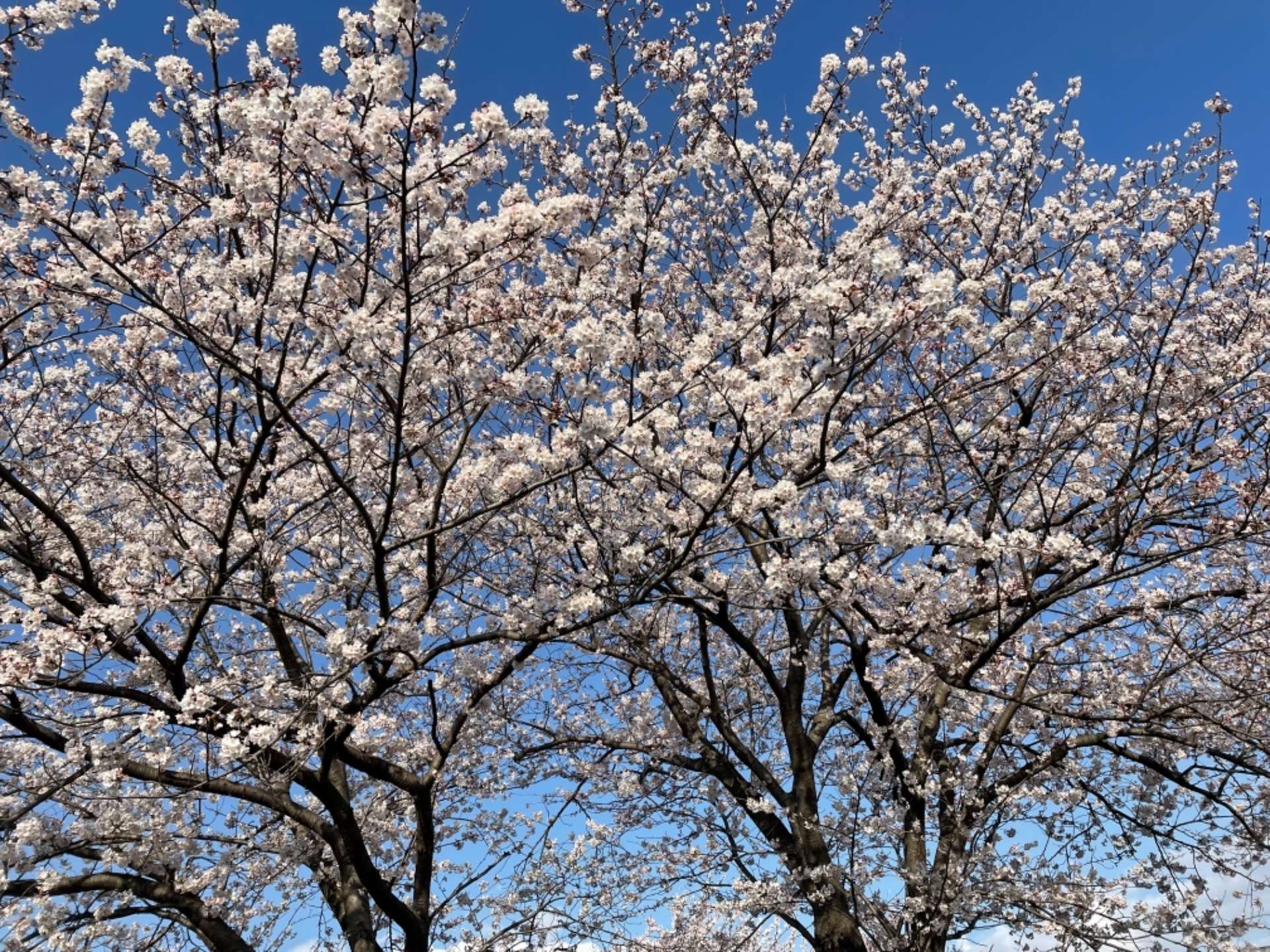桜のキレイな時期ですが花粉症などで目の痒みなどは大丈夫ですか？姫路市、青空のひまわり！